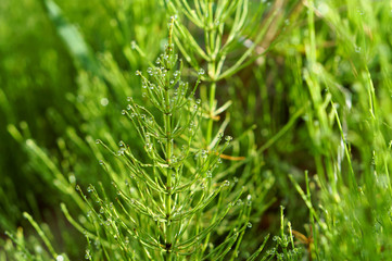 Fototapeta na wymiar Horsetail green grass with dewdrops. Dew drops on a stalk of horsetail.