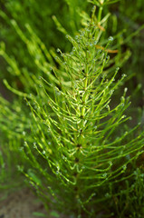 Horsetail green grass with dewdrops. Dew drops on a stalk of horsetail.