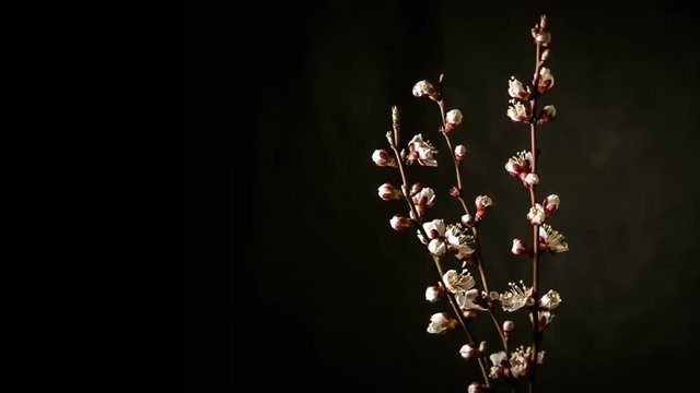 Branches of apricot, blooming