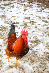 Hahn und Hühner in artgerechter Haltung 