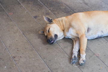 Dog sleeps comfortably on the floor