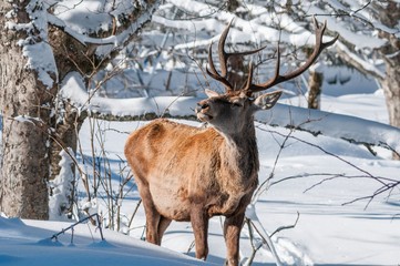 Male red deer (Cervus elaphus) in a forest covered in snow