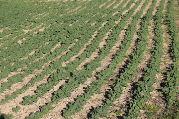 
Champ de jeunes plants de colza
