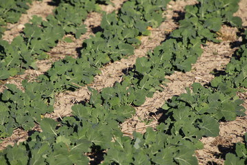 
Champ de jeunes plants de colza

