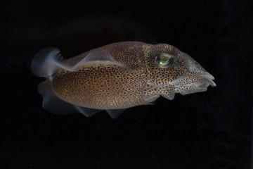 Cuttlefish or cuttles are marine animals of the order Sepiida with black isolated background.