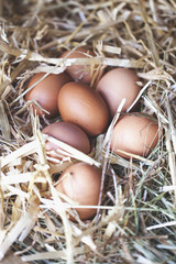 fresh eggs on straw in chicken coop.