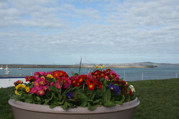 Spring flowers along the Irish Sea in Holyhead, North Wales