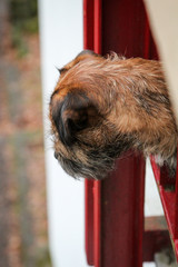 Hund schaut neugierig von Terrasse 