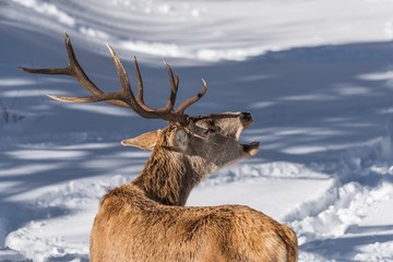 Male red deer roaring close up