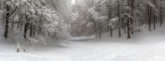 Snow-covered forest path, illuminated by day. Background
