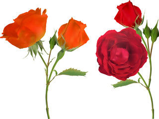 orange and red two rose flowers isolated on white