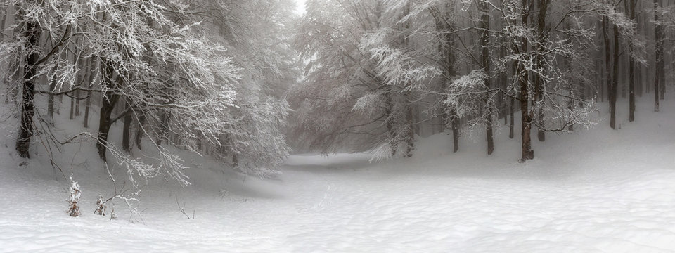 Fototapeta Pokryta śniegiem leśna ścieżka, oświetlona w dzień XXL