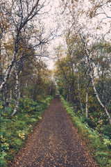 Fototapeta premium Icelandic Forest