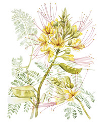 Exotic yellow flowers caesalpinia. Watercolor hand drawn botanical illustration of flowers isolated on a white background.