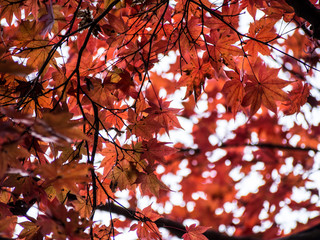 red maple leaves on the maple tree in the autumn