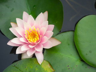 soft pink lotus in the pond