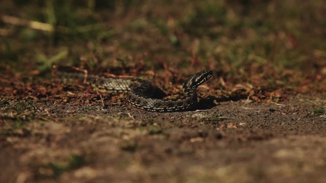 Common adder or viper lie on the ground