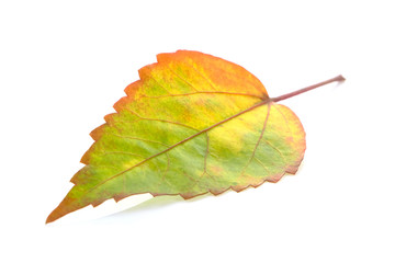 Tropical leaf on white background
