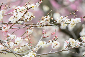梅　花。　偕楽園　水戸　茨城　日本。3月上旬