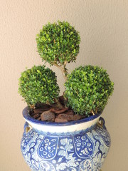 Pruned plant in round shape