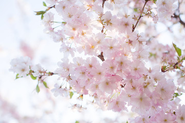 Beautiful spring background with blooming cherry flowers