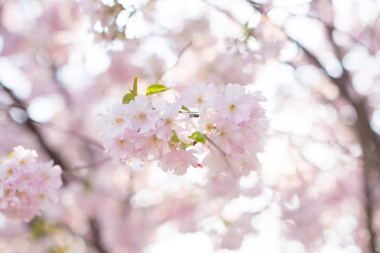 Kirschblüte im Frühling. Natur Szenerie 