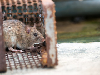 The rat was in a cage catching a rat the rat has contagion the disease to humans such as Leptospirosis, Plague. Homes and dwellings should not have mice. Pet control.Animal contagious diseases prevent