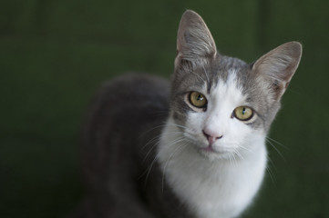 Obraz premium Cute cat face from Turkey