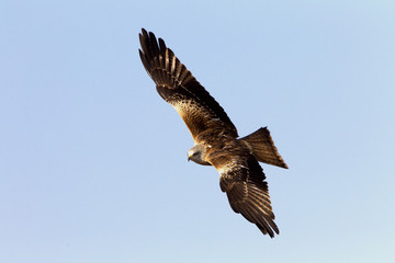 Red Kite. Milvus milvus