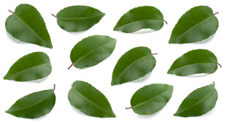 Green leaves collection