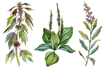 Set of three watercolor medicinal herbs.