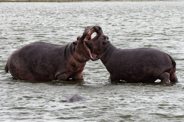 Hippopotamus interaction in water, measuring