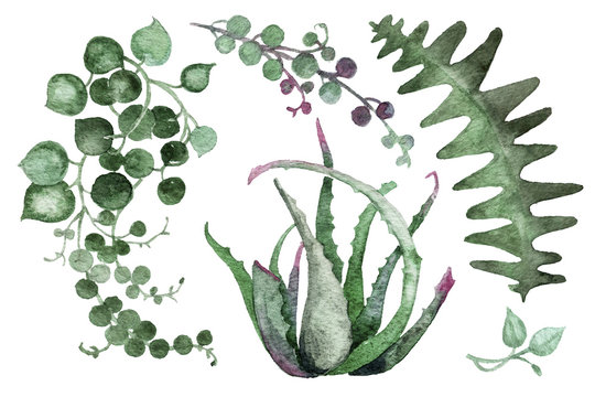 Delicate pearl watercolor succulents in a light Scandinavian style.