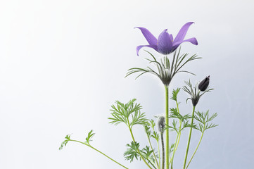 Blüte einer Küchenschelle vor weißem Hintergrund