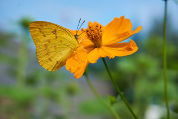 Yellow butterfly is sticking on pollen of yellow cosmos flower