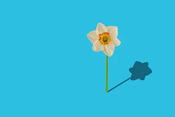 Printed roller blinds Narcissus daffodil on minimalisme background