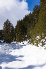 coniferous forest in winter