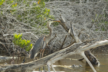 Great Blue Heron shows its elegant long legs. This wading bird lives in wetlands has beautiful and rare grey-bluish feathers