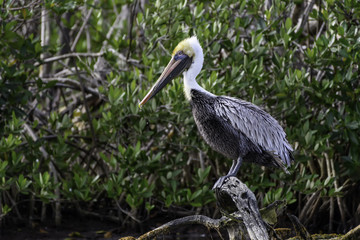 Brown Pelican Portrait against Mangroves