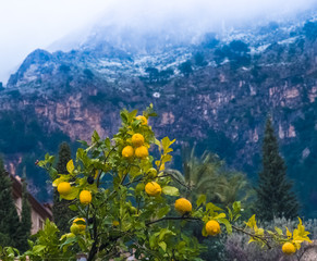 Lemon tree in Deia a beautiful village in a remote valley in the Serra Tramuntana mountain range,...