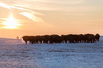 Fototapeta na wymiar Herd of wild bisons