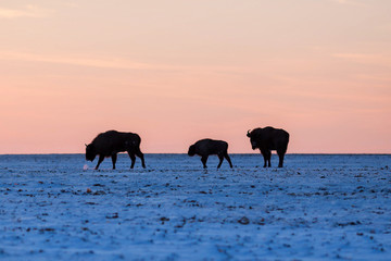 Naklejka premium Three wild bisons