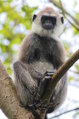 Fototapeta premium Female of Gray Langur Semnopithecus priam on the tree
