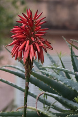 Agave blossoms in Deia a beautiful village in a remote valley in the Serra Tramuntana mountain range, Majorca (Mallorca), Balearic Islands, Spain.