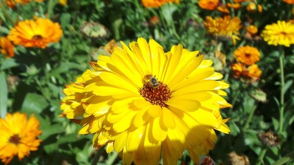 Bee on Flower