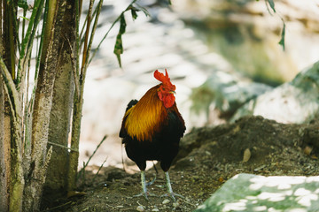 Rooster standing under the tree in the zoo.