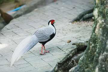 Silver pheasant (Lophura nycthemera) in Chiang Mai zoo, Thailand.