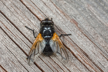 Noon Fly - Mesembrina meridiana - on a wooden post