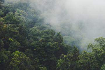 Fototapeta premium Tropikalny las deszczowy z góry i mgły rano w Doi Inthanon National Park, Tajlandia.