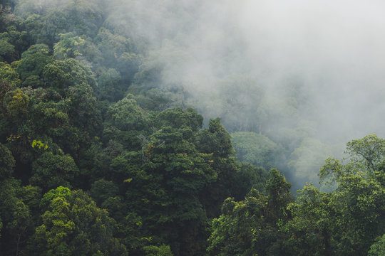 Tropical rainforest with mountain and mist in the morning at Doi Inthanon National park, Thailand.